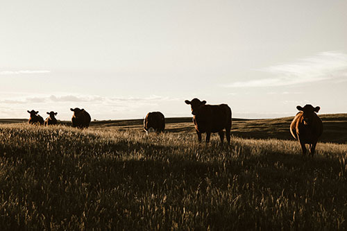 Cows in a field